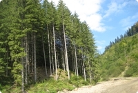 Lasy iglaste w Rumunii naturalnie wystepuja na wysokosci od 800 do 1400 metr&oacute;w.