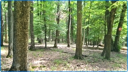 Region 01 - Las lisciasty - 1400 hektar&oacute;w - Na sprzedaz w Rumunii